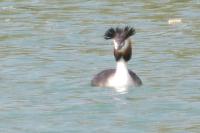 Podiceps cristatus