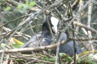 Fulica atra