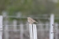 Lullula arborea