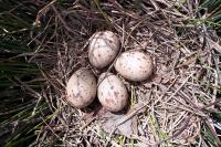 Gallinula chloropus