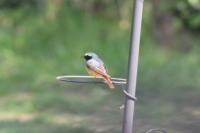 Phoenicurus phoenicurus