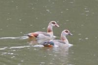 Alopochen aegyptiaca