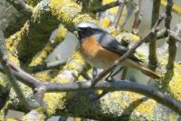 Phoenicurus phoenicurus