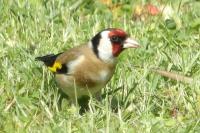 Carduelis carduelis