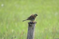 Emberiza cirlus