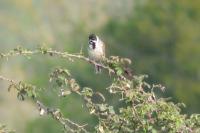 Emberiza schoeniclus