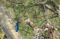 Alcedo atthis