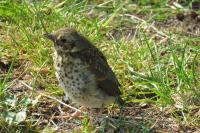 Turdus philomelos