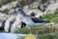 Tringa nebularia