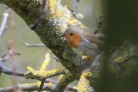 Erithacus rubecula