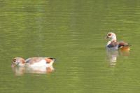 Alopochen aegyptiaca