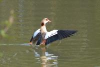 Alopochen aegyptiaca