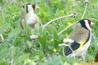 Carduelis carduelis