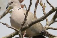 Streptopelia decaocto