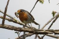 Erithacus rubecula