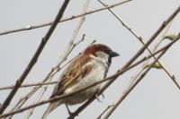 Passer domesticus