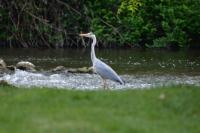 Ardea cinerea