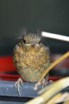 Erithacus rubecula