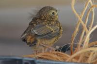Erithacus rubecula