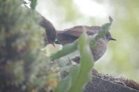 Prunella modularis