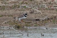 Charadrius hiaticula