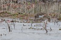 Calidris temminckii