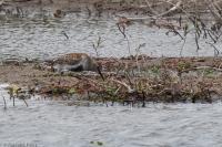 Calidris alpina