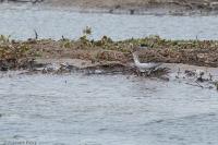 Calidris temminckii