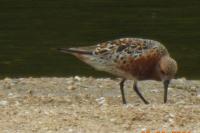 Calidris canutus