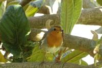 Erithacus rubecula