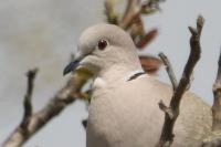 Streptopelia decaocto