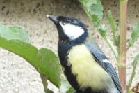Parus major