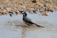 Motacilla alba