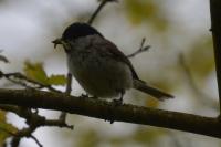 Poecile palustris