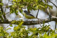 Motacilla cinerea