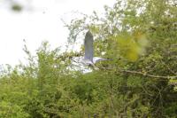 Ardea cinerea
