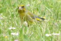 Chloris chloris