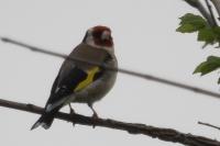 Carduelis carduelis