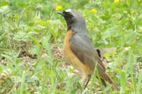 Phoenicurus phoenicurus