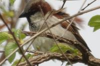 Passer domesticus