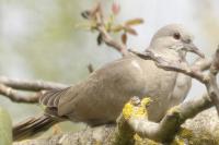 Streptopelia decaocto