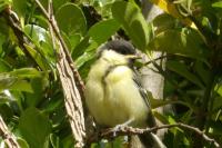 Parus major