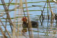 Fulica atra