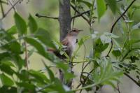 Troglodytes troglodytes