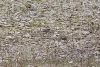 Charadrius hiaticula