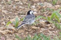 Motacilla alba