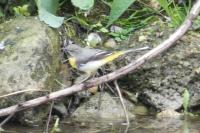 Motacilla cinerea