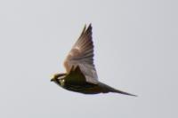 Falco subbuteo