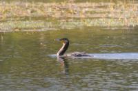 Phalacrocorax carbo