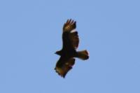 Buteo buteo